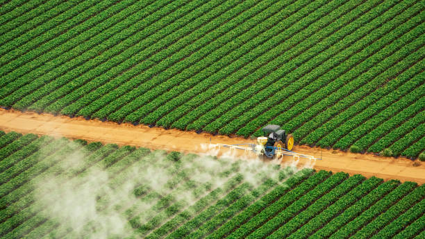 Best Ant Control Services  in Arkansas City, KS