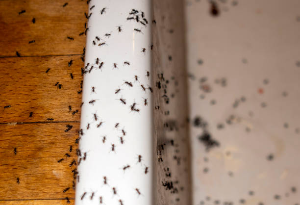Best Ant Control Services  in Arkansas City, KS