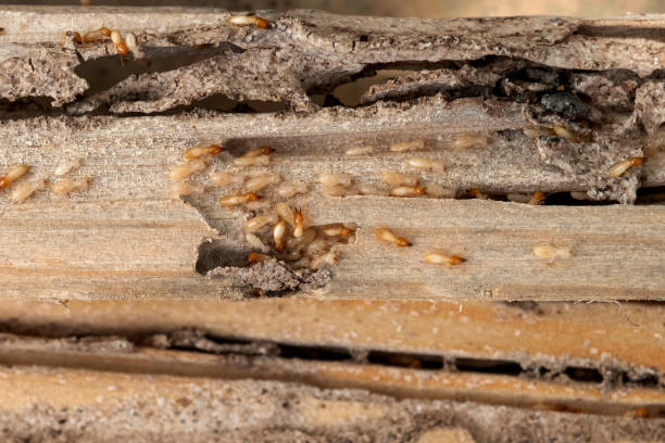  Arkansas City, KS Pest Control Pros